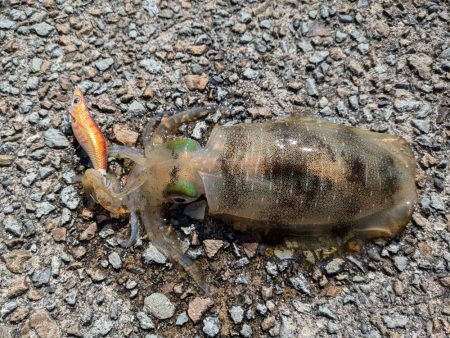 9月にしては大きめ